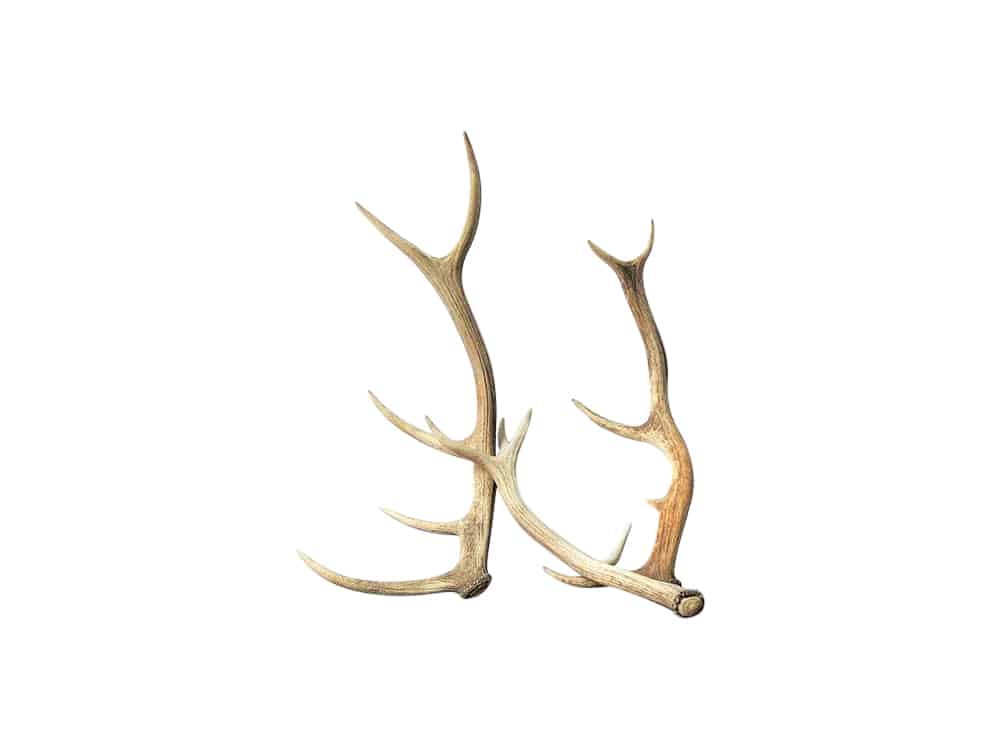 Vintage Antlers for Hire Scotland