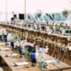 Wooden Cross Back Chair Hire Scotland Wooden Cross Back Chair Hire Scotland