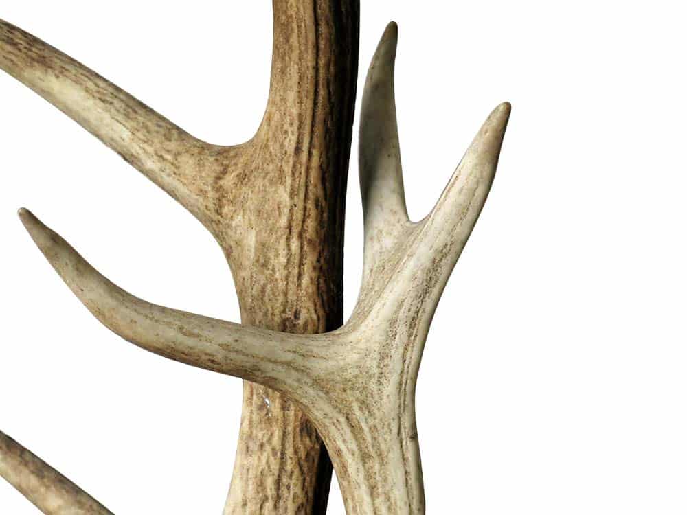 Vintage Antlers for Hire Scotland
