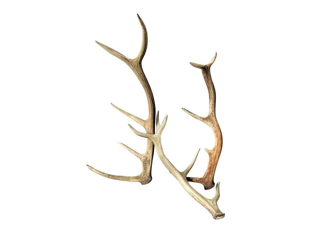 Vintage Antlers for Hire Scotland