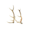 Vintage Antlers for Hire Scotland