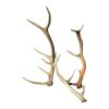 Antlers-Carousel-Image-2-a Vintage Antlers for Hire Scotland